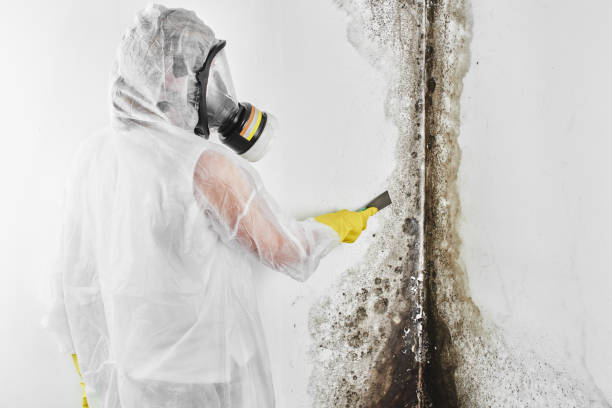 Best Local Mold Removal Service  in Belle Plaine, IA