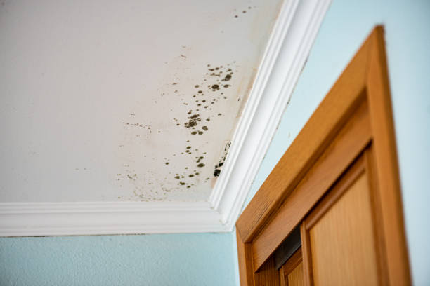 Best Affordable Mold Removal  in Belle Plaine, IA