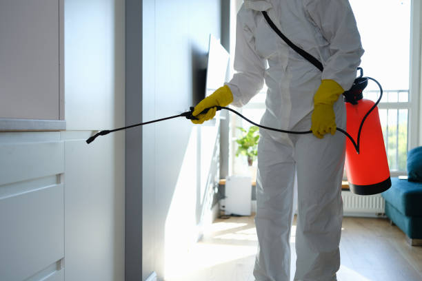 Best Mold Removal Near Me  in Belle Plaine, IA