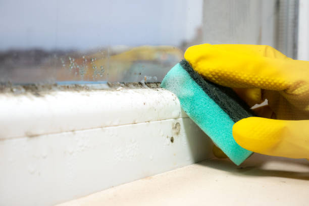 Best Toxic Mold Removal  in Belle Plaine, IA