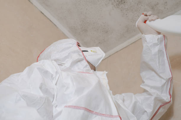 Reliable Belle Plaine, IA Mold Removal Solutions