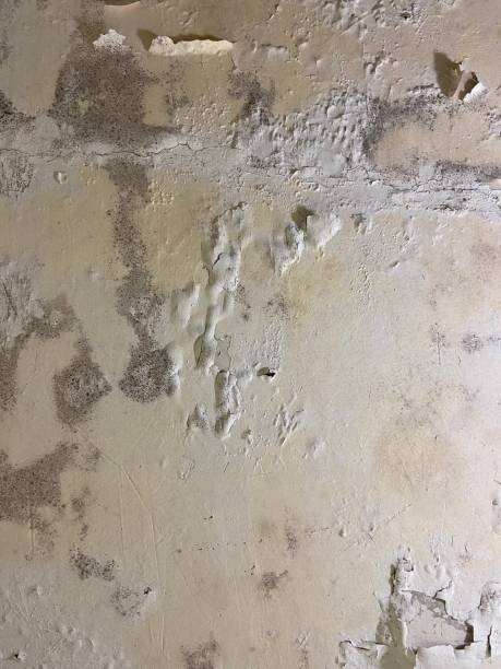Mold Removal and Inspection in Belle Plaine, IA