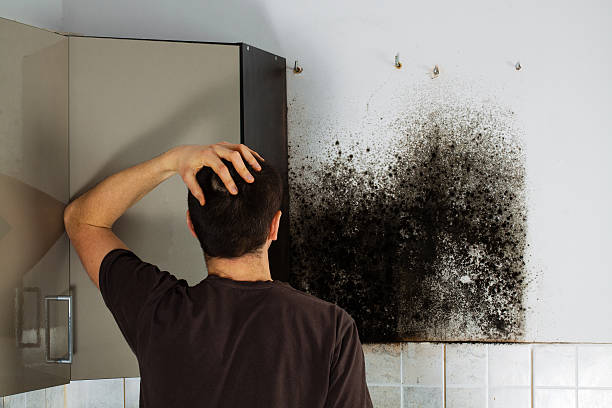 Home Mold Removal in Belle Plaine, IA
