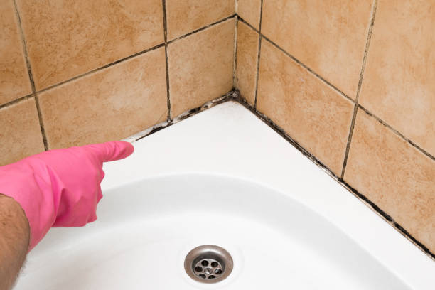 Best Attic Mold Removal  in Belle Plaine, IA
