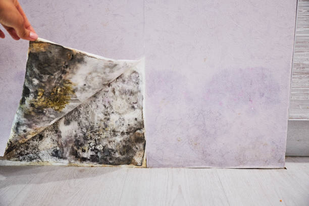 Best Commercial Mold Removal  in Belle Plaine, IA
